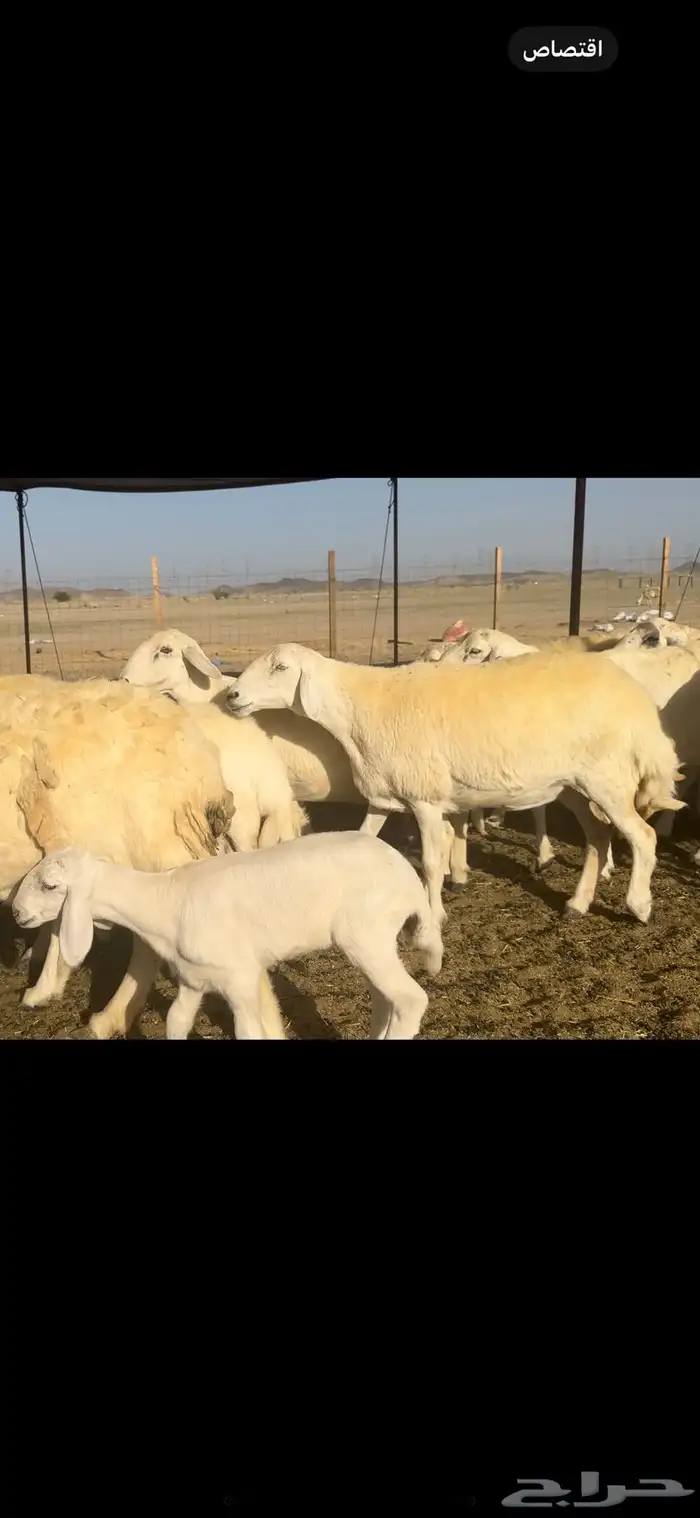 غنم حريات صنف 59 معاها 2 بفحلها 9