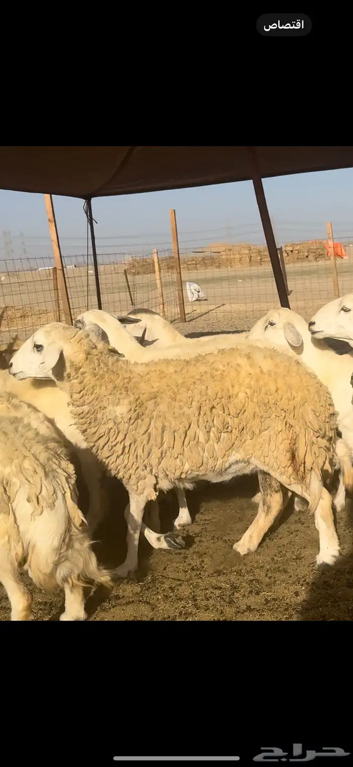 غنم حريات صنف 59 معاها 2 بفحلها 11