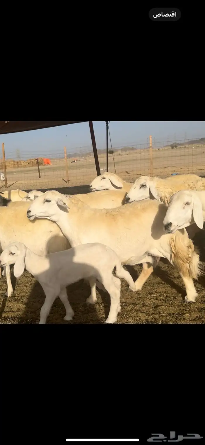غنم حريات صنف 59 معاها 2 بفحلها 5