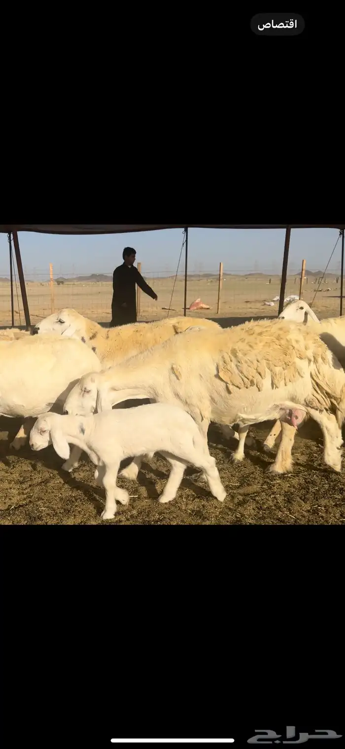 غنم حريات صنف 59 معاها 2 بفحلها 2