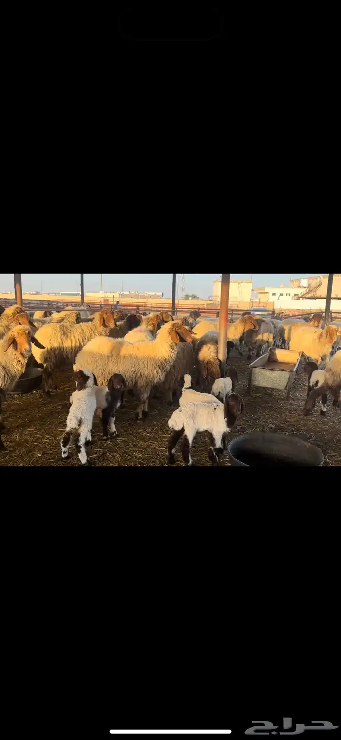 غنم نعيم مطافيل 3