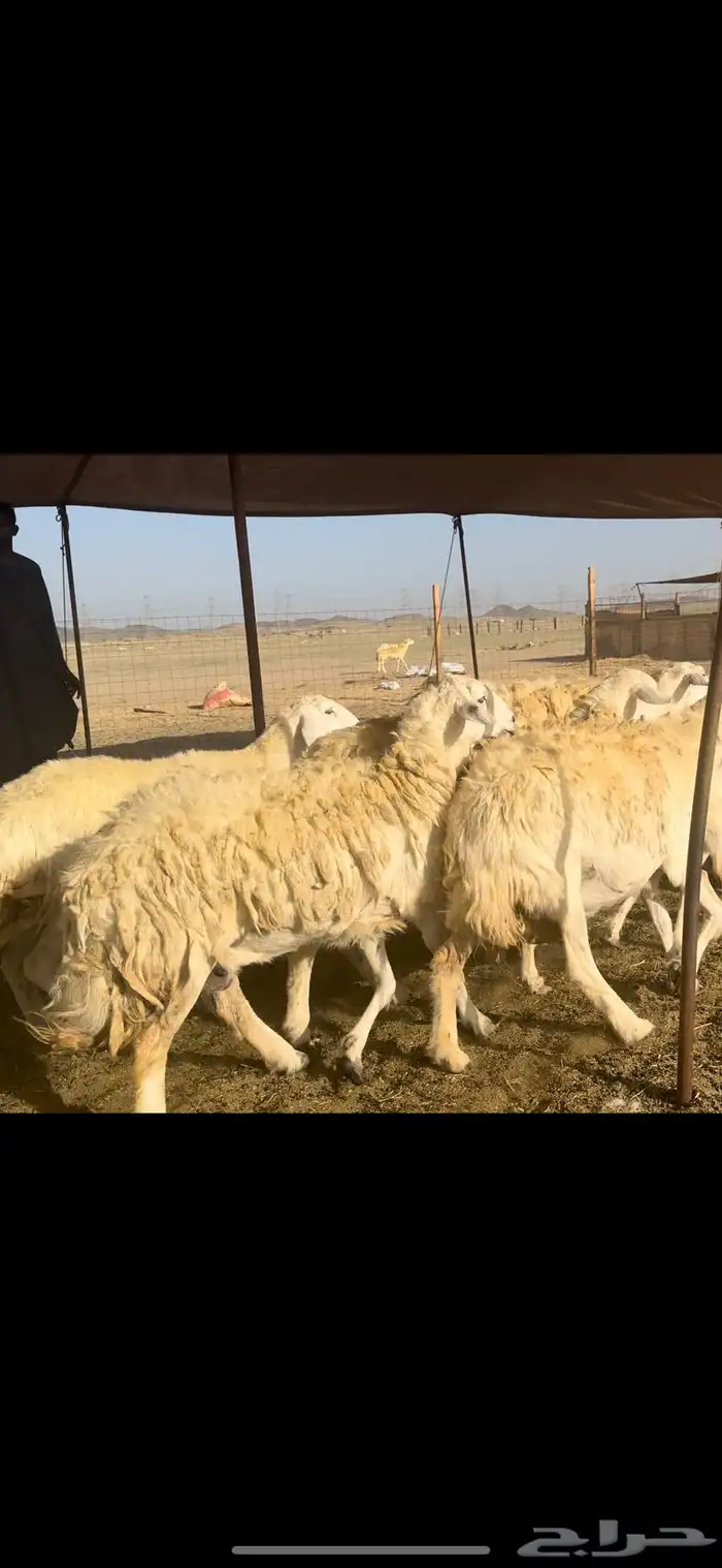 غنم حريات صنف 59 معاها 2 بفحلها 10