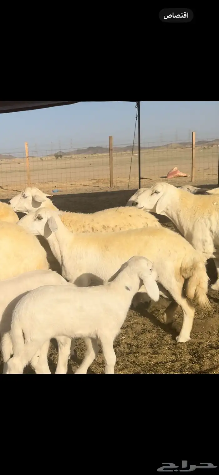 غنم حريات صنف 59 معاها 2 بفحلها 4