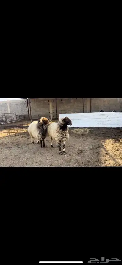 فحول نعيم صنف 1