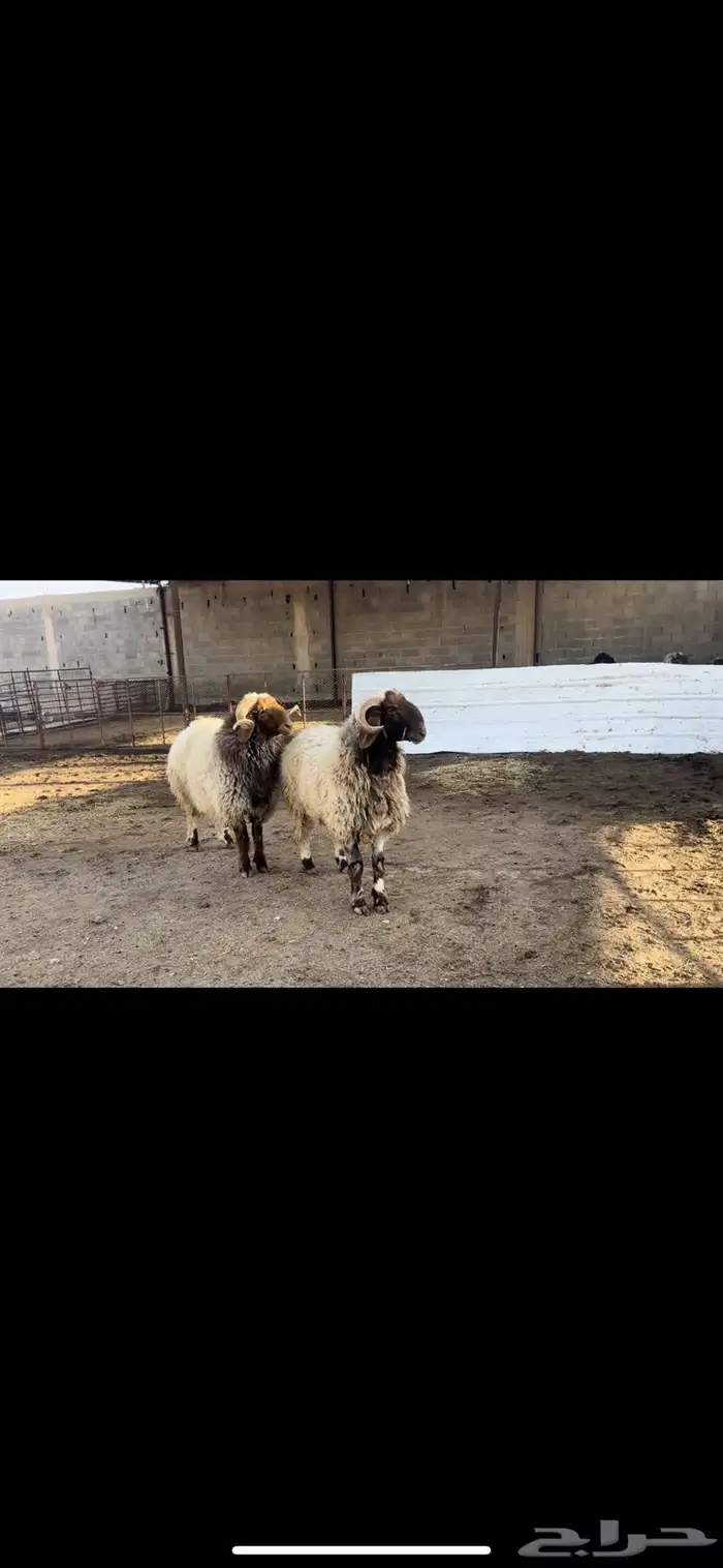 فحول نعيم صنف 1