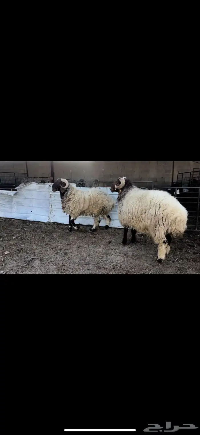 فحول نعيم صنف 3