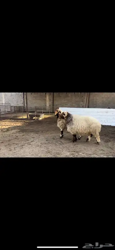 فحول نعيم صنف 5