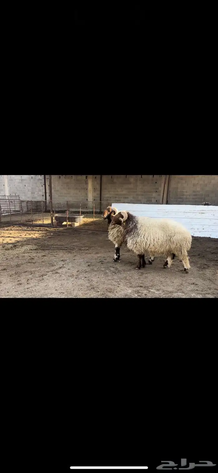 فحول نعيم صنف 5