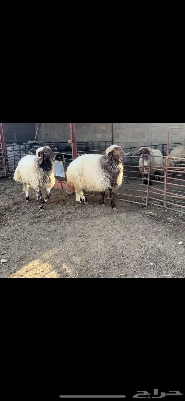 فحول نعيم صنف 0