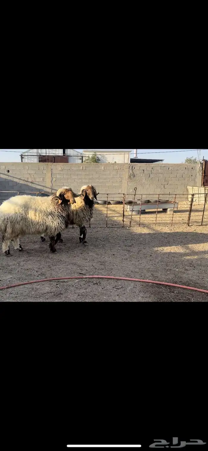 فحول نعيم صنف 2