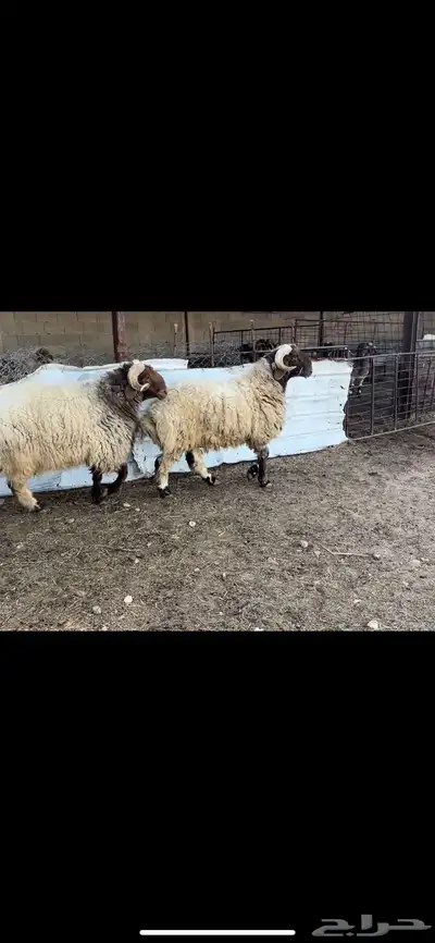 فحول نعيم صنف 4