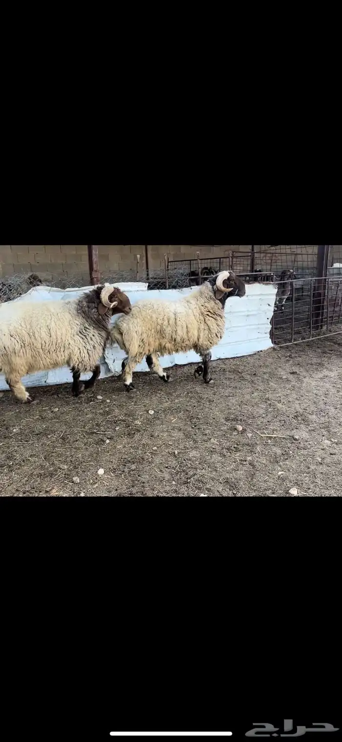 فحول نعيم صنف 4