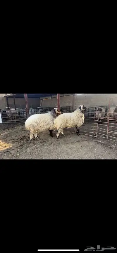 فحول نعيم صنف 6