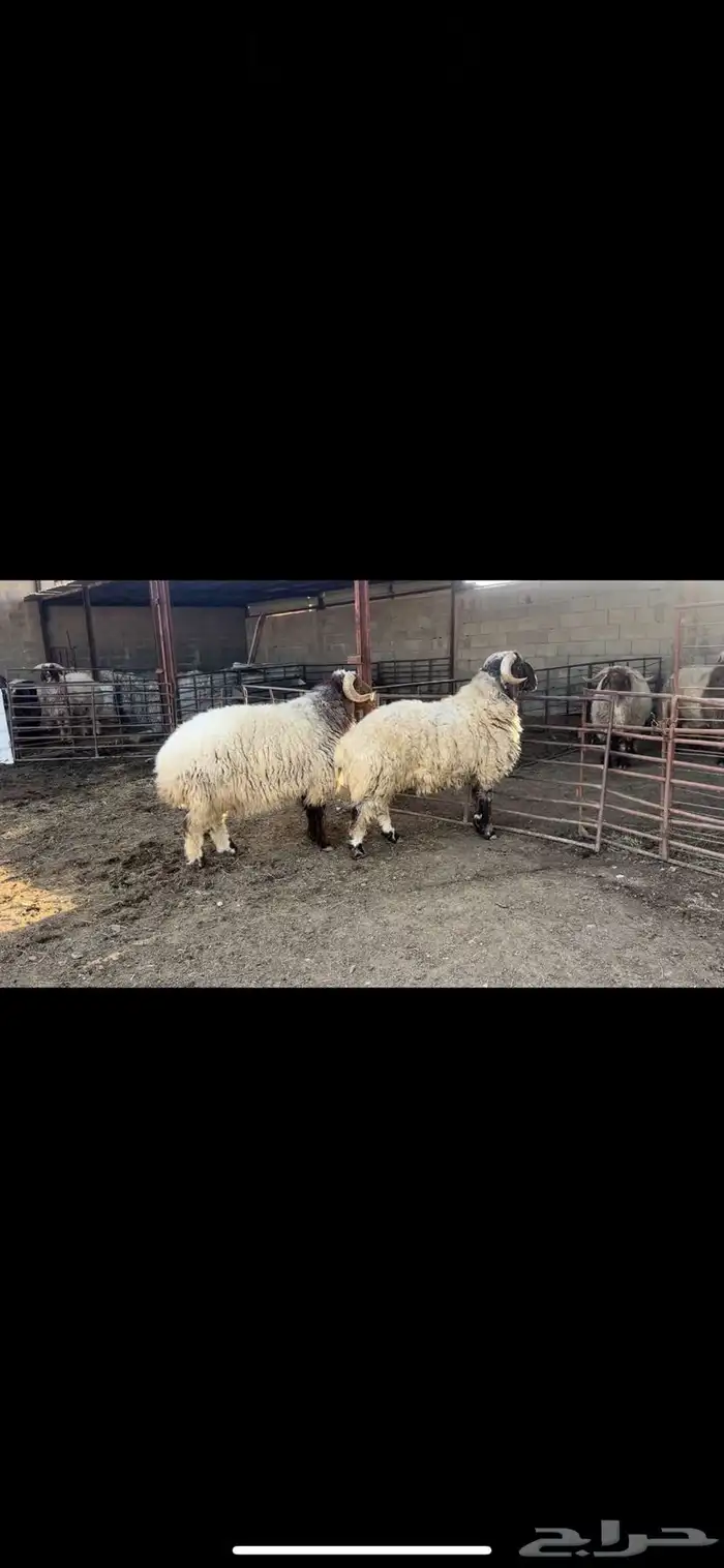 فحول نعيم صنف 6