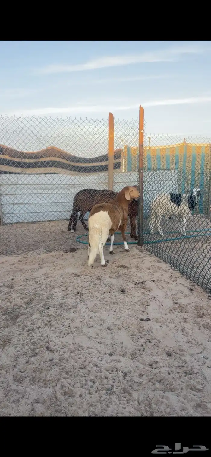 سواكن لللبيع جبره 6