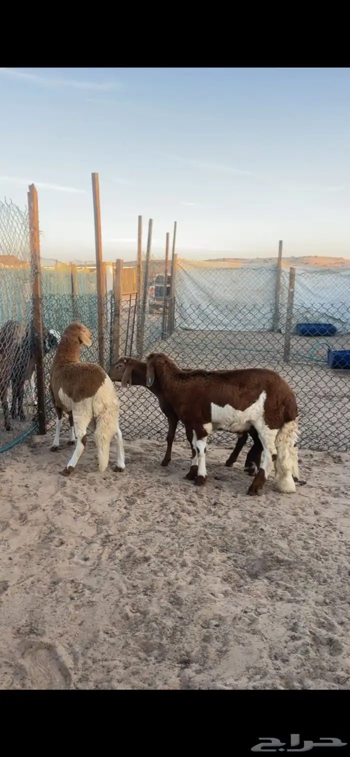 سواكن لللبيع جبره 0