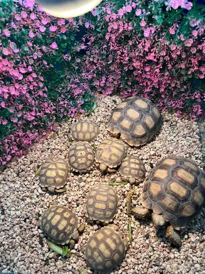 سلاحف Sulcata 0