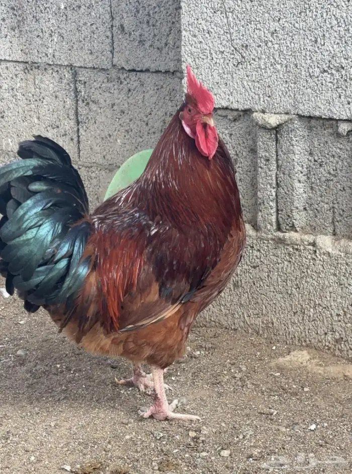 للبيع بيض دجاج فرنسي مخصب 5