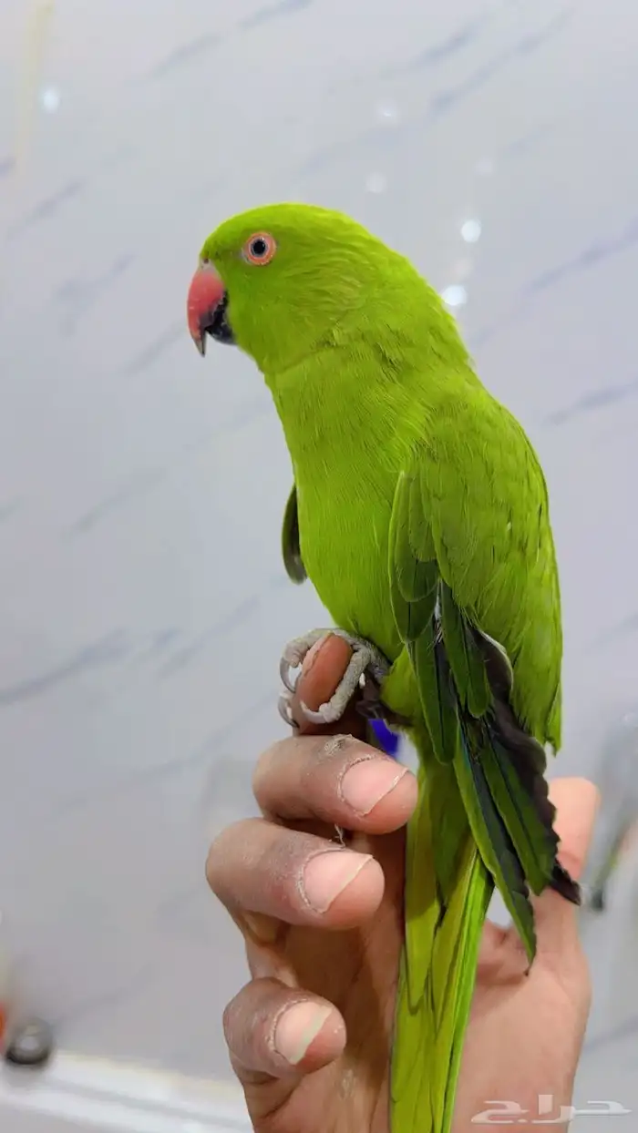 بغبغاء دره هدد 2