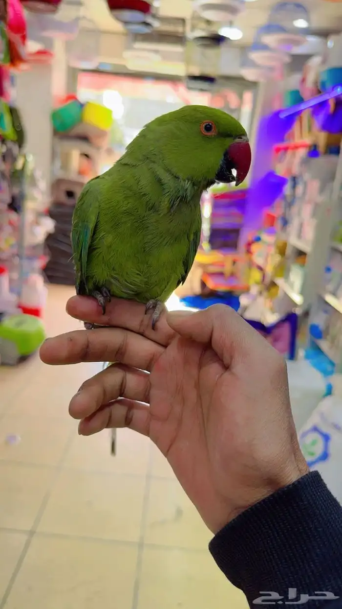 بغبغاء دره هدد 1