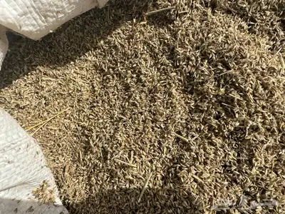بذور رودس فاخر انتاج محلي من اصل أفريقي 3