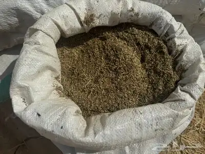 بذور رودس فاخر انتاج محلي من اصل أفريقي 2