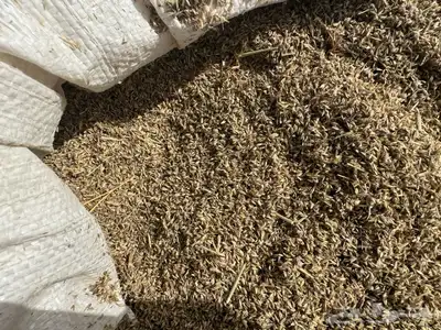 بذور رودس فاخر انتاج محلي من اصل أفريقي 4