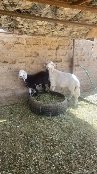 طلي سمين يعيد وعناق 1