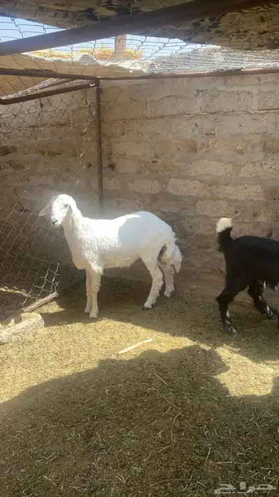 طلي سمين يعيد وعناق 0
