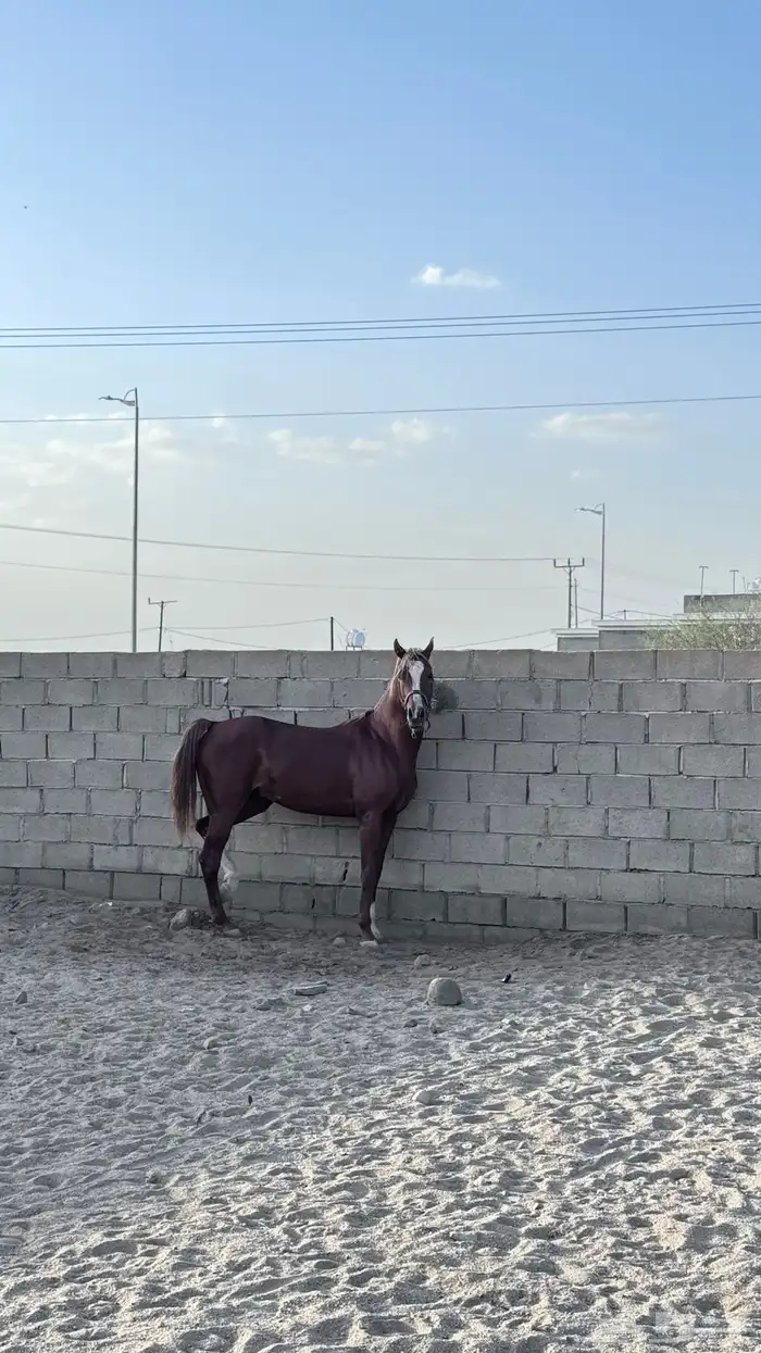 حصان اصيل مصري مكس حار 8