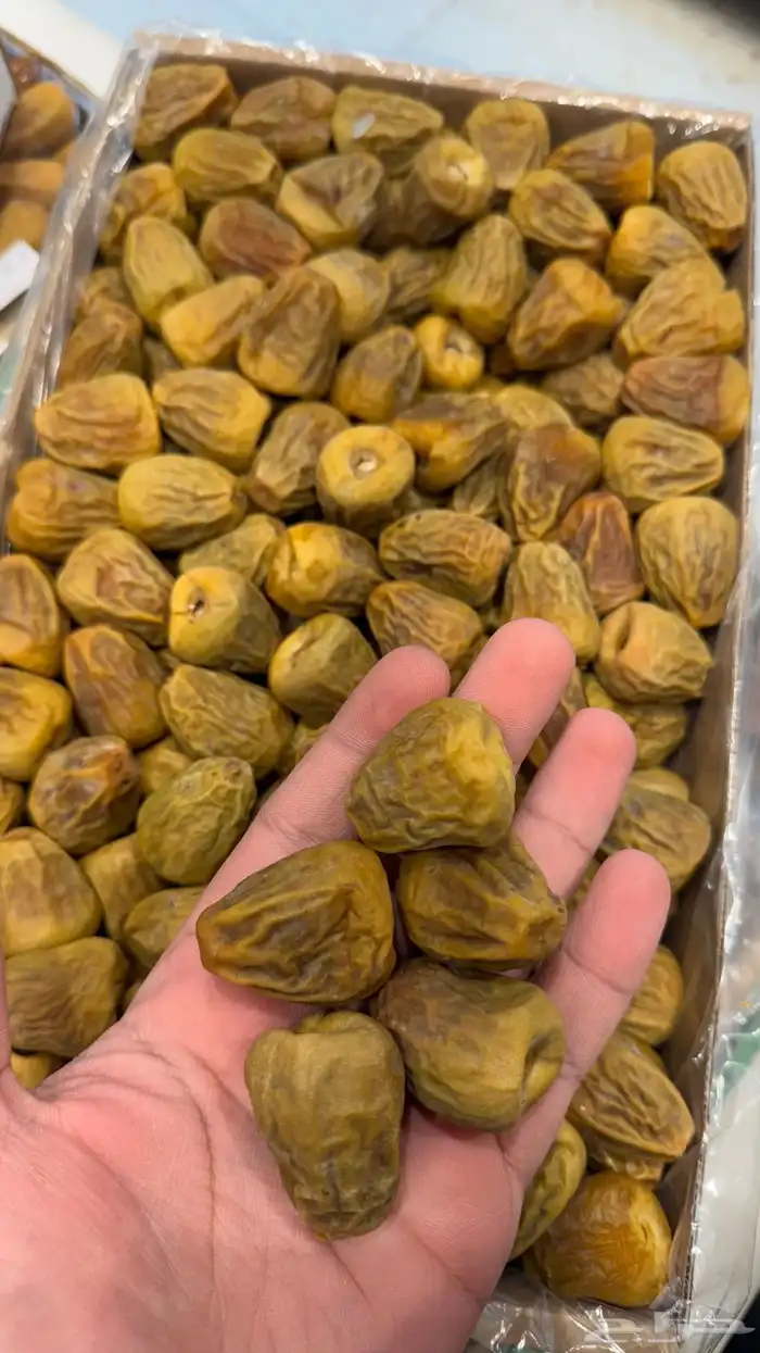 تمر سكري 1