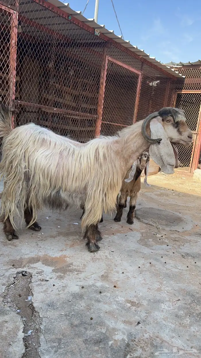 عنز عارضيه صفراء 0