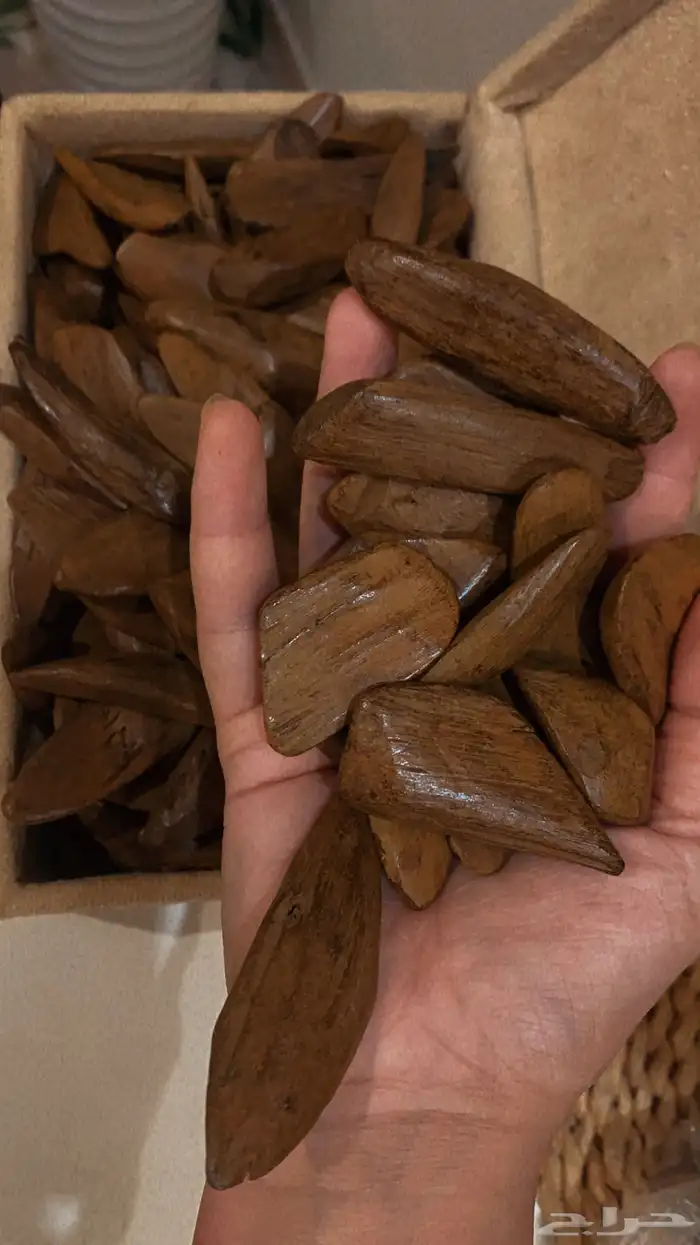 عود مروكي 2