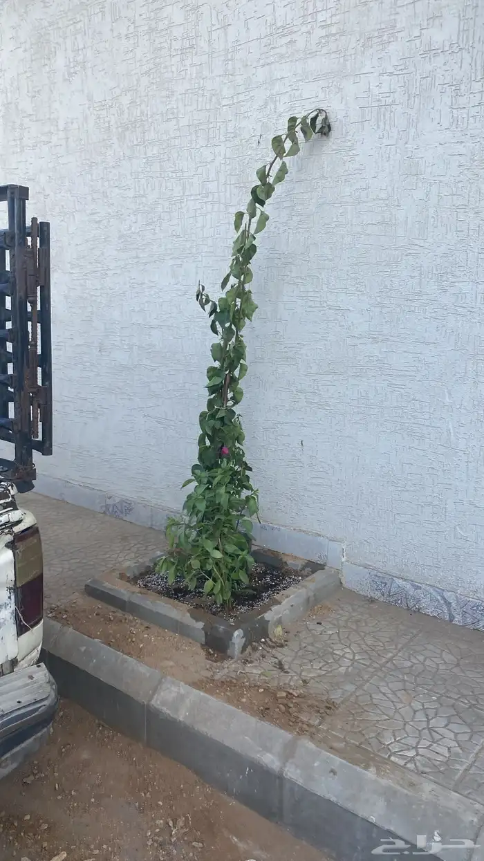 تنسيق الحدائق قص نجيله وتنسيق صناعي باقل من السوق 31