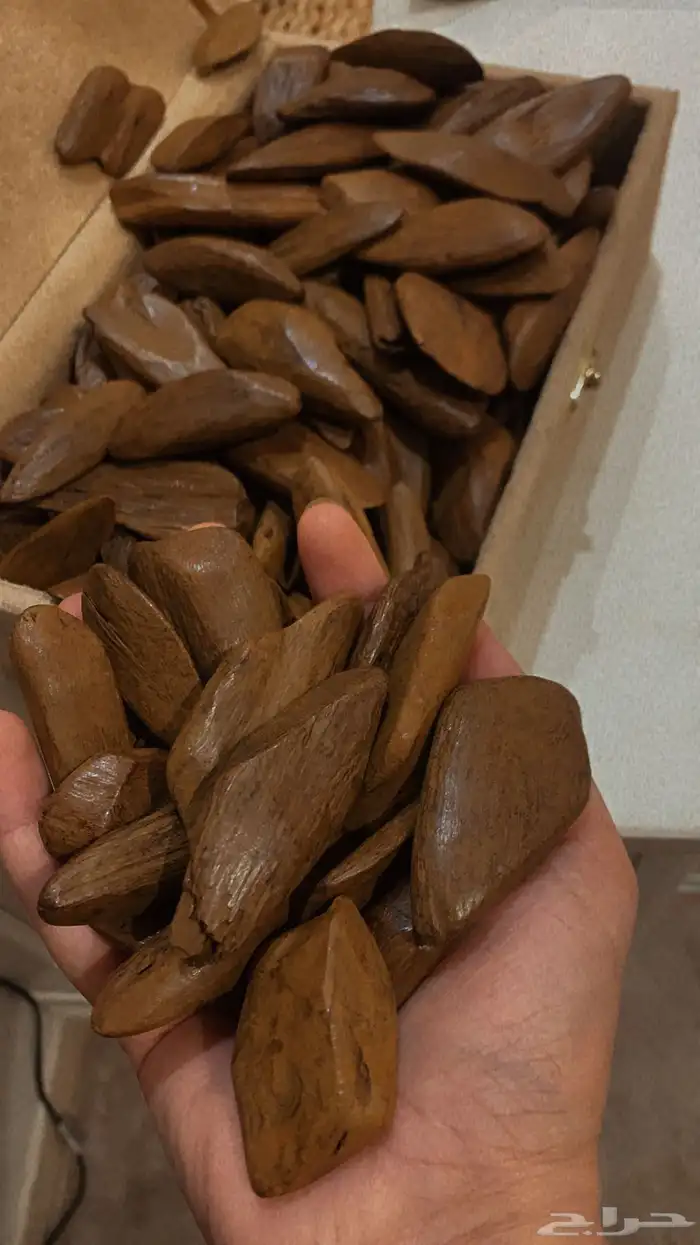عود مروكي 3