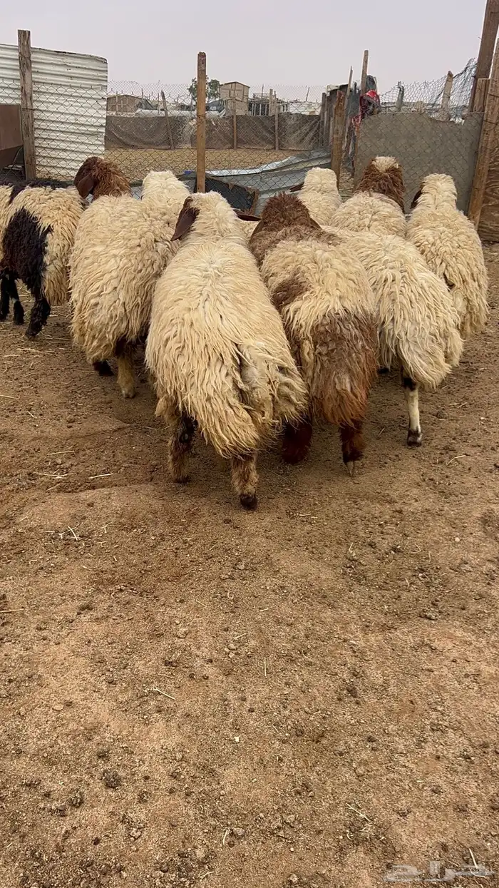 ذبايح نعيمي حري نجدي تيوس سواكني 8