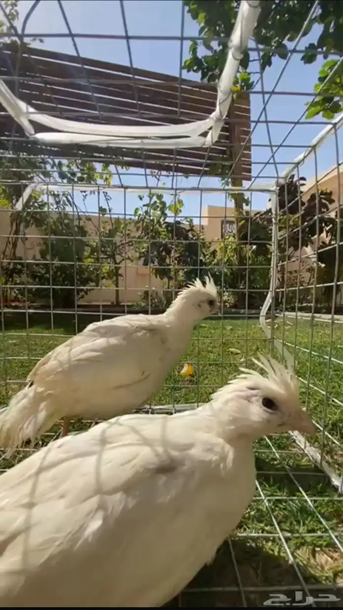 بوب وايت أمريكي - حجل مكسيكي 0
