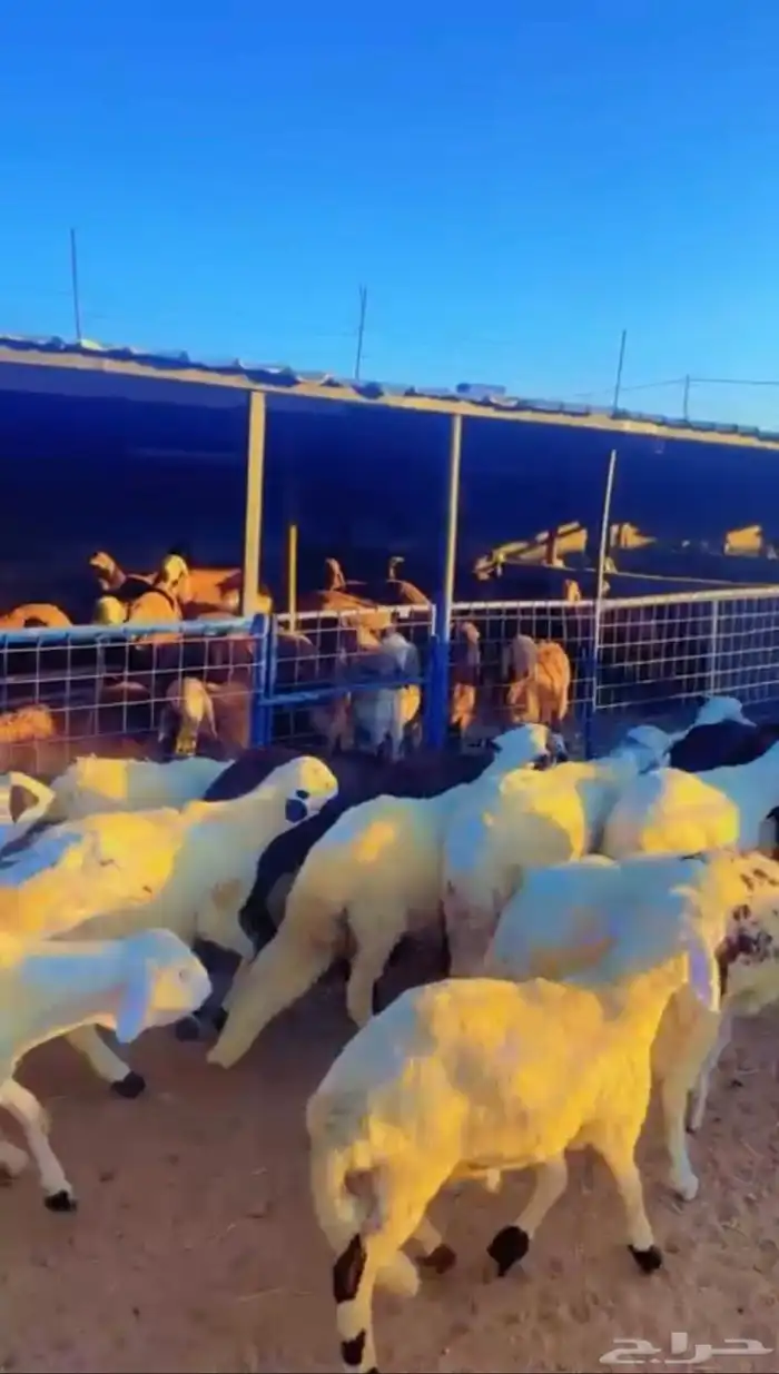 ذبابح وطليان مع خدمة الذبح والتوصيل 10