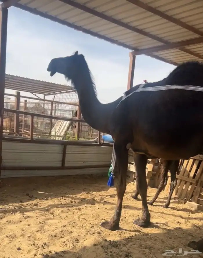 مبيوع ولدها 0