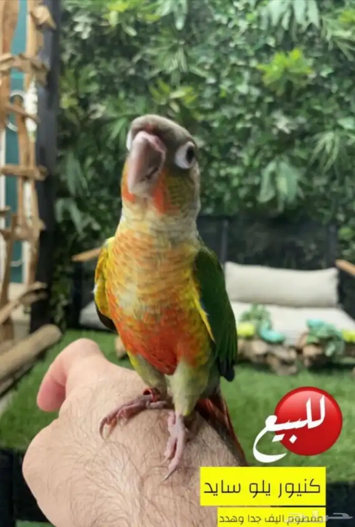 كنيور 0