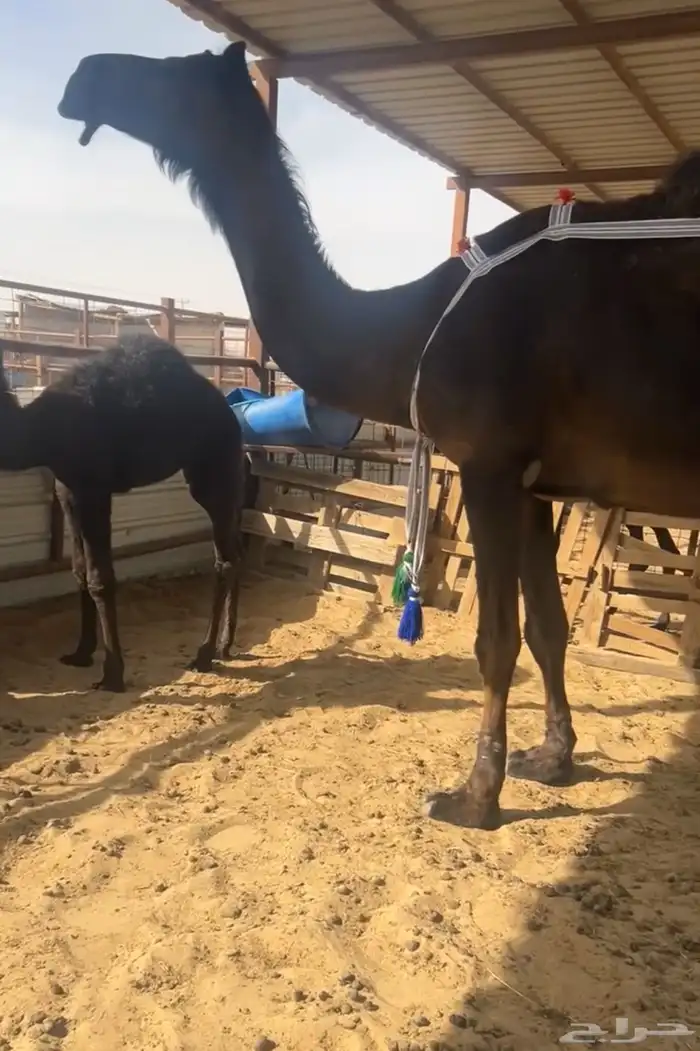 مبيوع ولدها 1