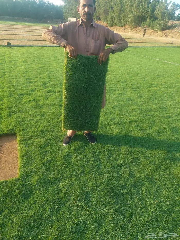 ثيل طبيعي نجيله طبيعي مشروطه ومضمونه 0