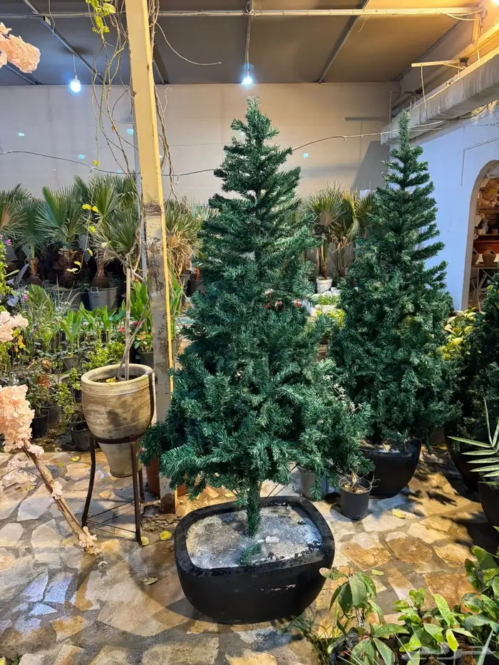 اشجار جهنمية متوسطه الحجم 2