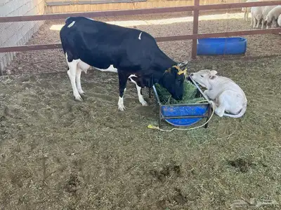 بقره هولنديه معها حسيله عمرها 15 يوم لونها ابيض 1