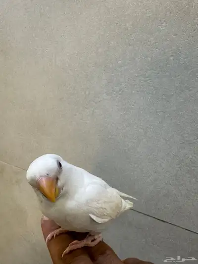 للبيع روز البينو 0