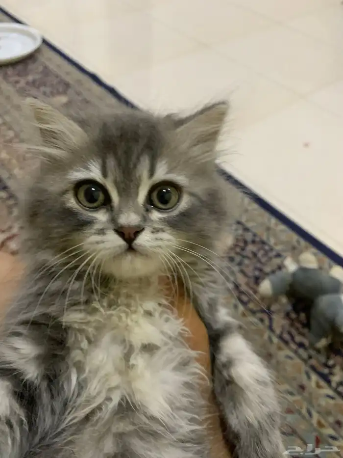 لتبني 1