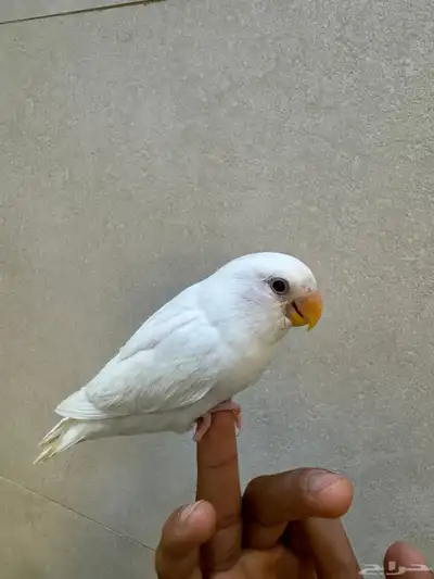 للبيع روز البينو 5