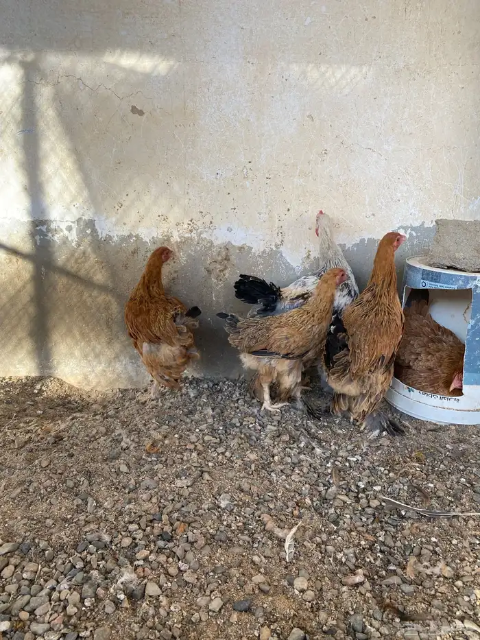 دجاج تركي مبيوع 0