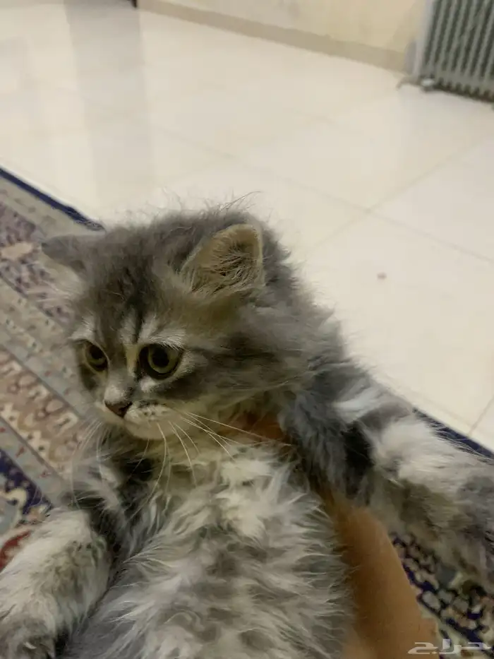 لتبني 0