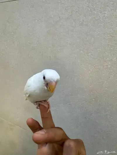 للبيع روز البينو 3